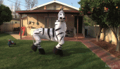zebra.gif