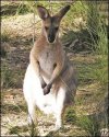 _45969349_wallaby_ap.jpg