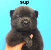 suppuppybear.jpg