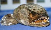snakehead_468x278.jpg