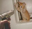 kittengun.jpg