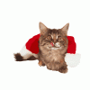 th_catchristmas.gif