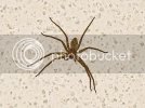 Wolf-Spider-16213.jpg Wolf-Spider-16213.jpg