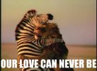 zebra-lion-love.jpg