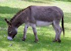 donkey-c2a9wikic.jpg