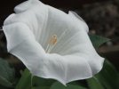 moon-flower-21312444.jpg