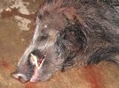 Wild-Boar-II-2-10-760190.jpg