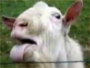 goat-electric-fence.jpg