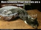 liquidcat_zps41c93ccc.jpg