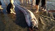 ap_giant_oarfish_kb_131019_16x9_992.jpg