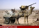 Camel-Gun--3344.jpg