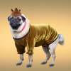 Create a picture of a pug in a horse costume. (1).jpg
