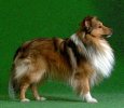 sheltie.jpg