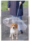 dogbrella.jpg