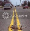 roadkill.jpg