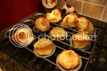 yorkies.jpg