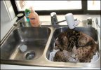 sink.jpg