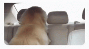 1684140984725.gif