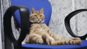 1684153683526.gif