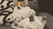 1684174188880.gif