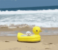 1684227858451.gif