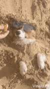 1684228206526.gif