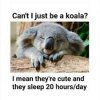 koala2.jpg