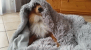 1684819128173.gif