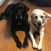 A picture of my pets, a yellow lab named Arya and a black lab mix named Loki. (1).jpg