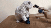1686290253721.gif