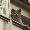 1687877090609.gif
