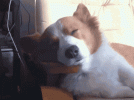 1687929715670.gif