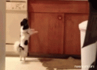 1687981816692.gif