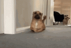 1688015078274.gif