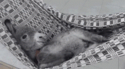 1688063819307.gif