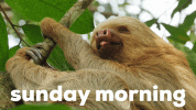 Happy Sunday GIF by Sealed With A GIF