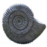 Ammonite