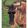 Gnu Ordure