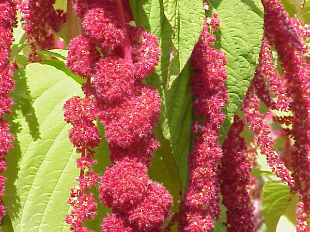 Amaranthus_caudatus0.jpg