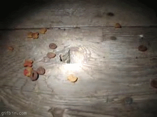 1239354413_hmm1.gif