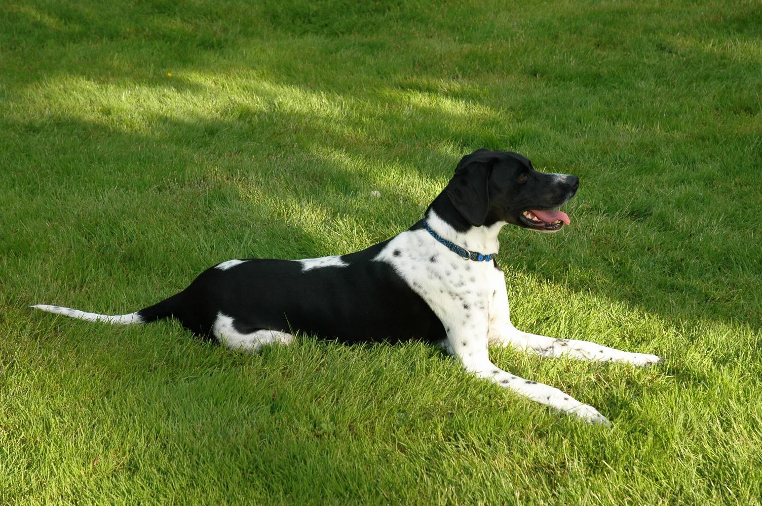 English_Pointer.jpg