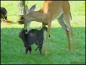 Deer_grooms_cat.gif