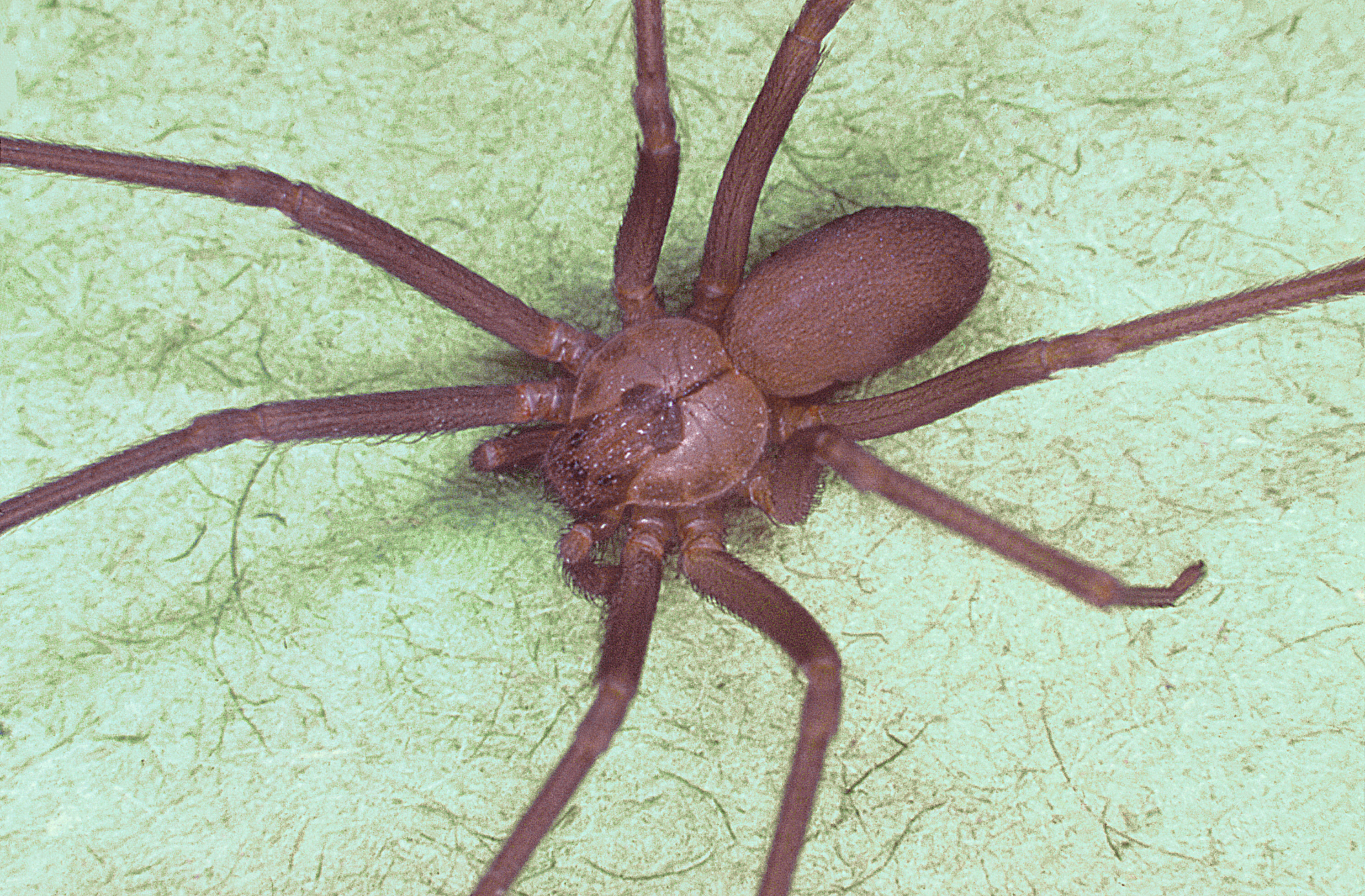 Brown_recluse_spider%2C_Loxosceles_reclusa.jpg