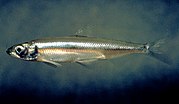 180px-Hypomesus_transpacificus.jpg